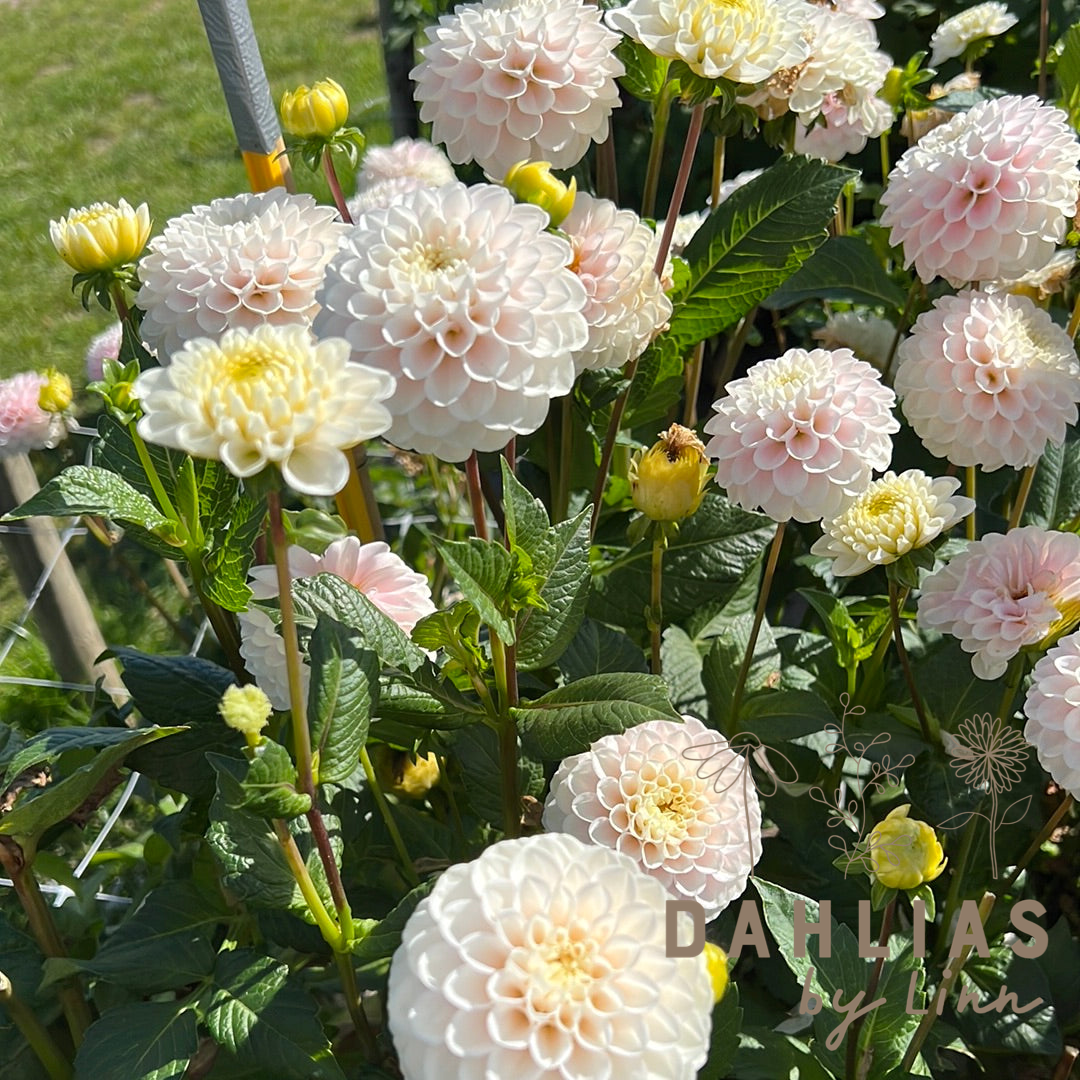 Dahlia White Wizard (Light Wizard)