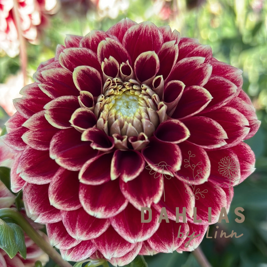 Dahlia Jowey Hubert