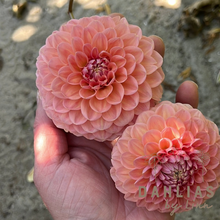 Dahlia Linda´s Baby Utgår!
