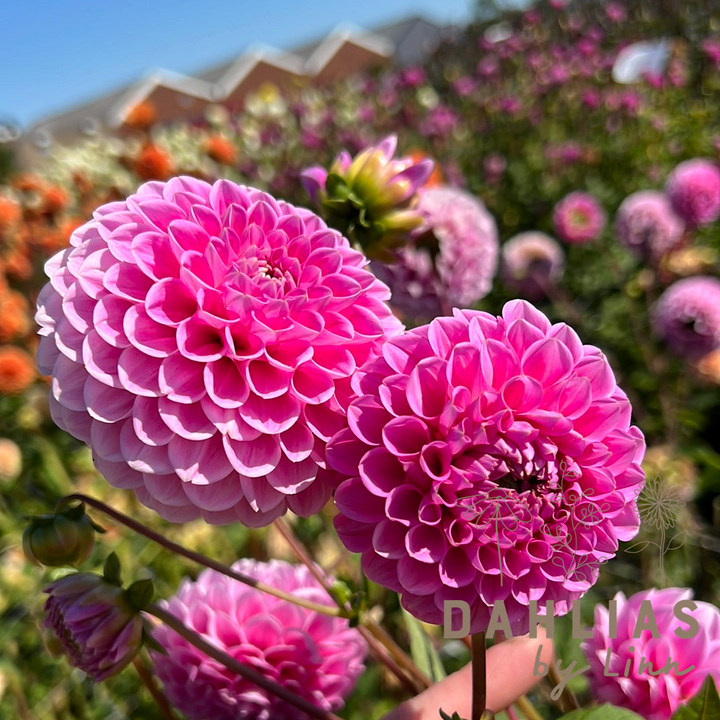 Dahlia Sweet Fabienne