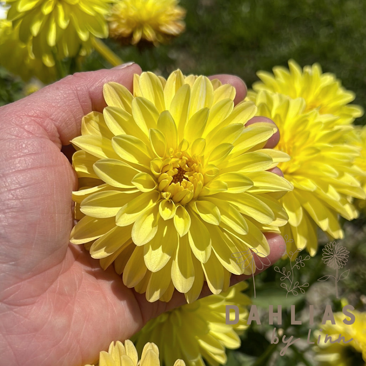 Dahlia Melody Latin