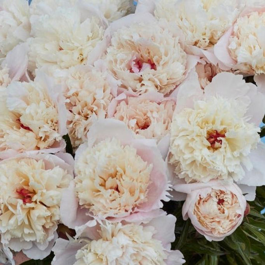 Luktpion 'Shirley Temple'